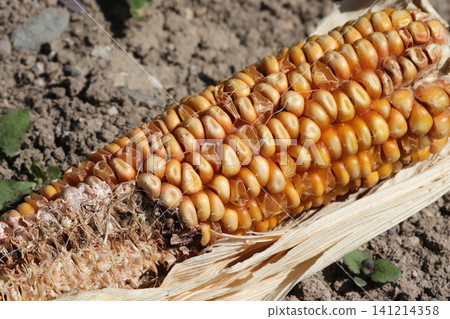corn on the cob close-up corn on the cob close-up 141214358
