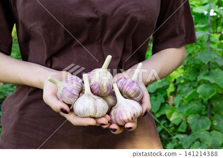 Organic vegetables. Fresh organic garlic in the hands of farmers. Garlic harvest, autumn harvest Organic vegetables. Fresh organic garlic in the hands of farmers. Garlic harvest, autumn harvest 141214388