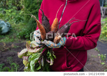 Autumn gardener harvests carrots in autumn. Autumn gardener harvests carrots in autumn. 141214399