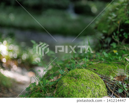 Rock with moss Rock with moss 141214447