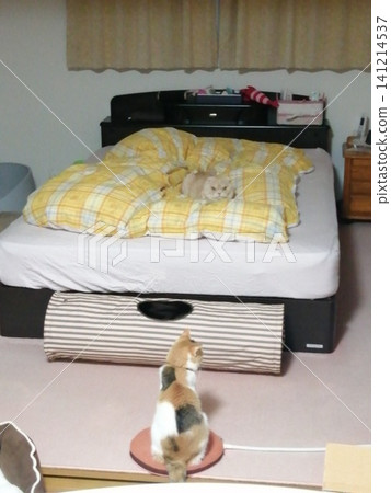 A cat on the bed and a cat sitting on the floor 141214537
