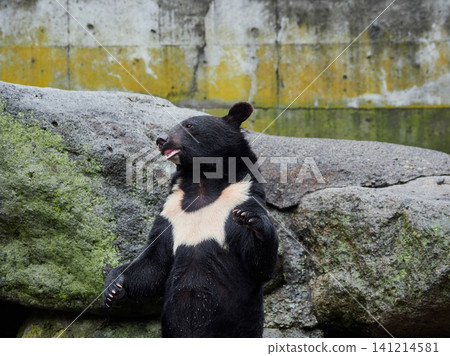 The adorable bears at the bear farm in the tourist area of Okuhida. The adorable bears at the bear farm in the tourist area of Okuhida. 141214581