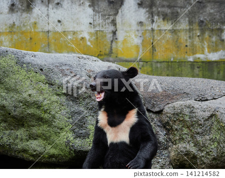 The adorable bears at the bear farm in the tourist area of Okuhida. 141214582