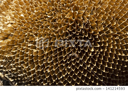 Close up of dried sunflower Close up of dried sunflower 141214593
