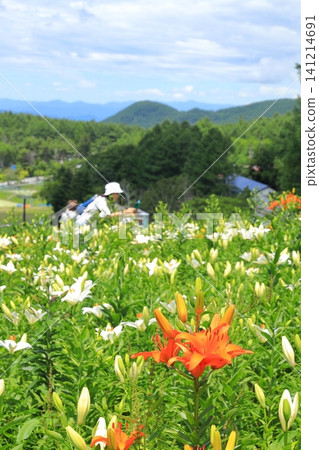 長野縣金合歡山:萱草 長野縣金合歡山:萱草 141214691