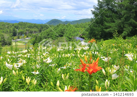 長野縣金合歡山:萱草 長野縣金合歡山:萱草 141214693