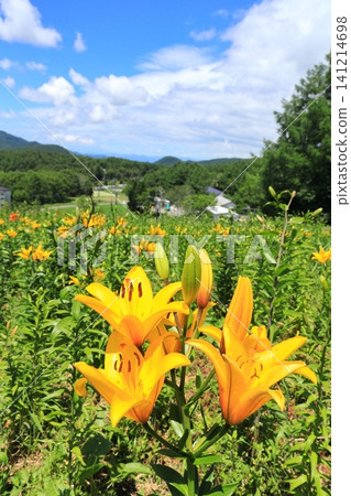 長野縣金合歡山:萱草 長野縣金合歡山:萱草 141214698