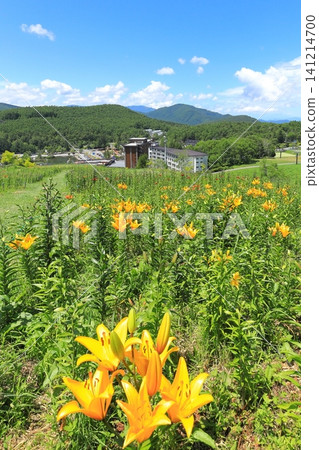 Golden Acacia Hill, Nagano Prefecture: Daylilies Golden Acacia Hill, Nagano Prefecture: Daylilies 141214700
