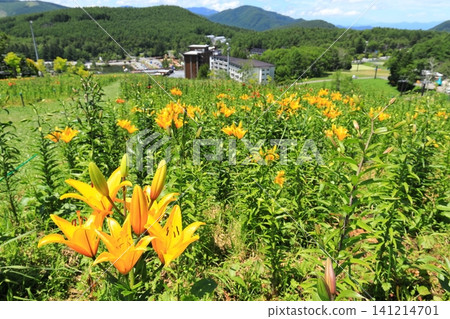 Golden Acacia Hill, Nagano Prefecture: Daylilies Golden Acacia Hill, Nagano Prefecture: Daylilies 141214701