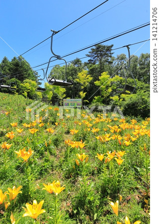 長野縣金合歡山:萱草 長野縣金合歡山:萱草 141214706