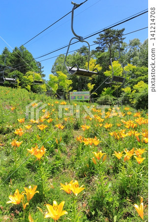 Golden Acacia Hill, Nagano Prefecture: Daylilies Golden Acacia Hill, Nagano Prefecture: Daylilies 141214708