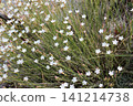 Floral background. Meadow with white flowers. 141214738