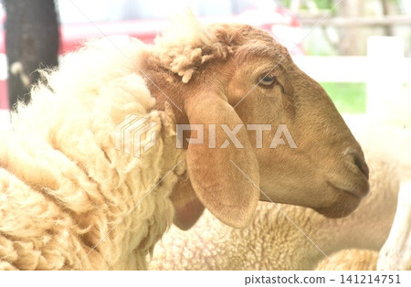 side portrait of brown sheep feeding grass in farm on at afternoon side portrait of brown sheep feeding grass in farm on at afternoon 141214751