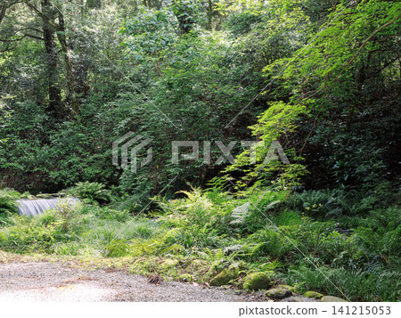Clear stream surrounded by greenery Clear stream surrounded by greenery 141215053