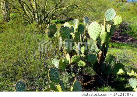Prickly Pear Cactus Sonora Desert Arizona Prickly Pear Cactus Sonora Desert Arizona 141215072