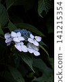 A close-up of hydrangea flowers blooming against a deep green background, along with a small insect. 141215354