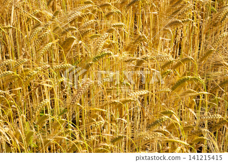 Agriculture background, macro shot of yellow ears of barley sway in a field. Agriculture background, macro shot of yellow ears of barley sway in a field. 141215415