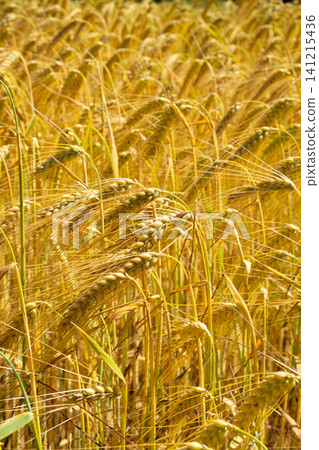 Golden barley field waving in the wind under bright sunlight, agriculture harvest concept 141215436