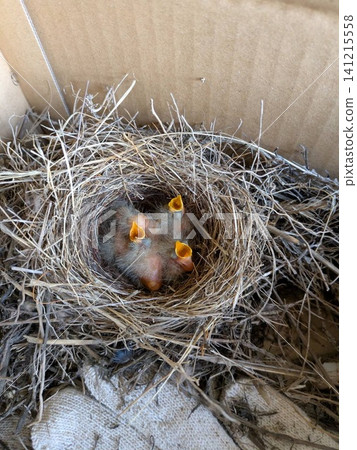 一隻雛鳥歡快地鳴叫著 一隻雛鳥歡快地鳴叫著 141215558