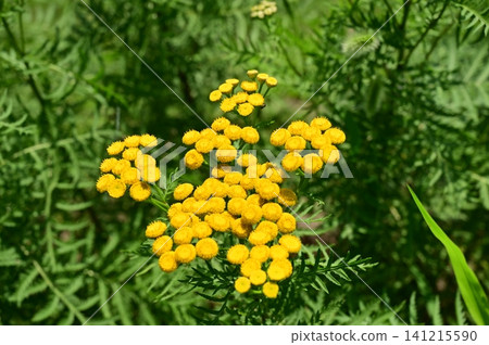 菊科（Asteraceae）菊屬 141215590