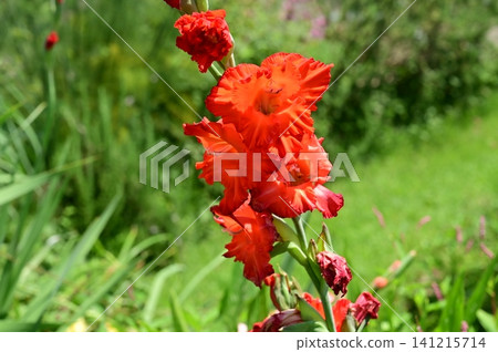 Gladiolus (Iridaceae family), genus Iris 141215714