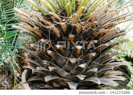 Textured trunk of a Canary Island date palm, Phoenix canariensis, with green fronds in a tropical garden. Natural botanical background for landscaping, travel, exotic plants, ecology, and 141215886