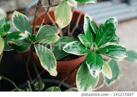 Variegated Schefflera arboricola with glossy green and cream foliage growing in a terracotta pot. Tropical indoor houseplant for home decor, botanical collections, interior design, gardening, and 141215887