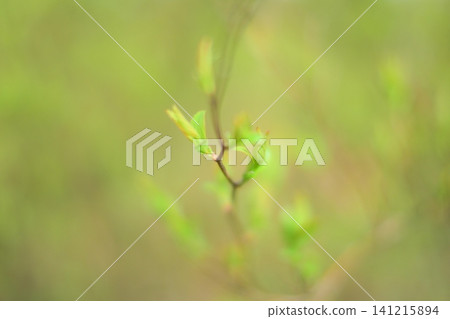 Young leaves shining in the spring light Young leaves shining in the spring light 141215894