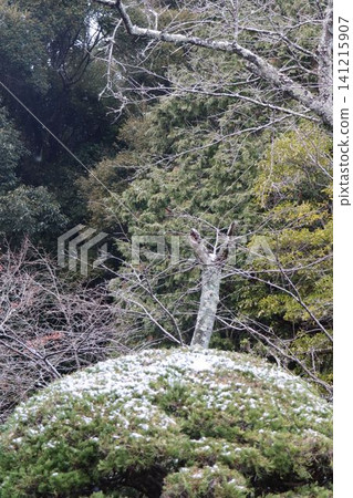 森林景觀,小樹高聳入雲,從長滿苔蘚的岩石中生長出來。 森林景觀,小樹高聳入雲,從長滿苔蘚的岩石中生長出來。 141215907