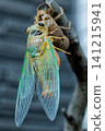 蟬的出現 141215941