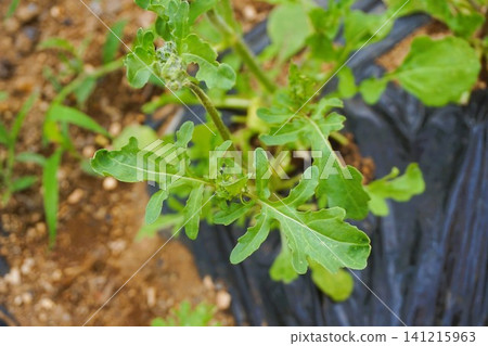 Arugula in a home garden Arugula in a home garden 141215963