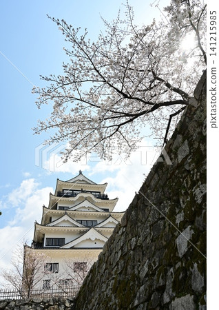 The castle tower and cherry blossoms (Fukuyama Castle) 141215985