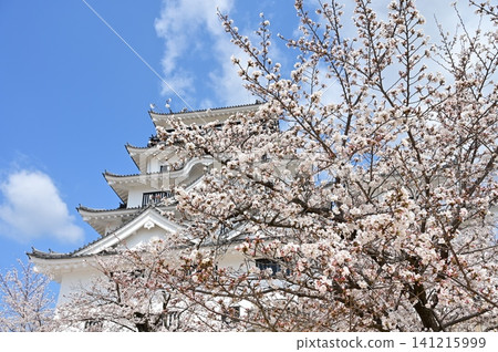 The castle tower and cherry blossoms (Fukuyama Castle) The castle tower and cherry blossoms (Fukuyama Castle) 141215999