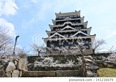 The castle tower with its iron plate covering on the north side and cherry blossoms (Fukuyama Castle) 141216079