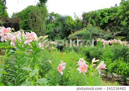 Yokohama English Garden - Lily Flowers Yokohama English Garden - Lily Flowers 141216482