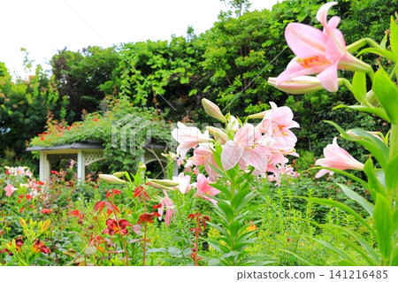 橫濱英式花園 - 百合花 橫濱英式花園 - 百合花 141216485