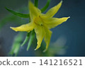 迷你番茄花 141216521