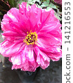 Peony pink vertical 141216553