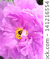 Peony, pink, purple, vertical 141216554