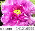 Peony pink side 141216555
