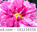 Peony pink side 141216556
