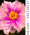 Peony, pink, light pink, vertical 141216557
