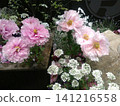 Pink peony bush 141216558