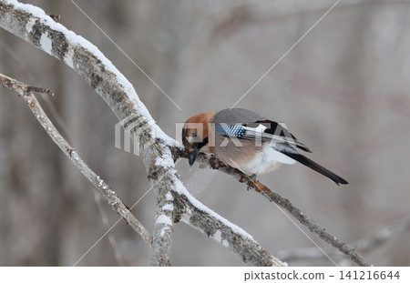 A Siberian Jay wiping its beak 141216644