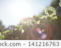 被太陽照亮的繡球花 141216763