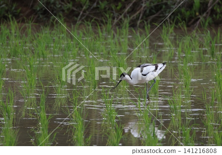 A black-winged stilt foraging in a rice paddy. A black-winged stilt foraging in a rice paddy. 141216808