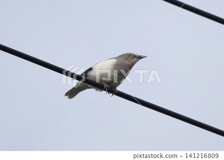 A male starling perched on a power line. A male starling perched on a power line. 141216809