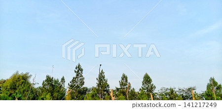 Bright blue sky with a row of pine trees Bright blue sky with a row of pine trees 141217249