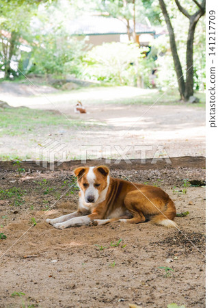 A cute mixed-breed dog looking at me out of the corner of its eye A cute mixed-breed dog looking at me out of the corner of its eye 141217709