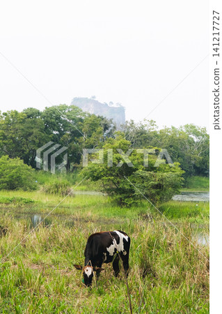 Sigiriya Rock and cows in Sri Lanka Sigiriya Rock and cows in Sri Lanka 141217727